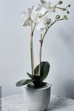 Bambuspinde 80 cm Ø6 mm – 500 stk, til planter, orkidéer og dekoration Outlet